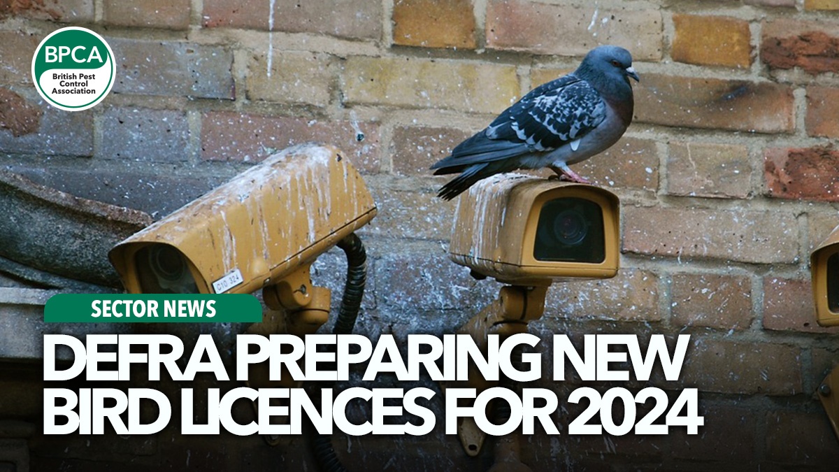 defra-preparing-new-bird-licences-for-2024-hero defra-preparing-new-bird-licences-for-2024-hero